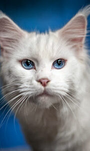 Pet Photography - Cat Portrait