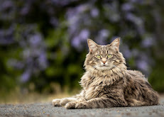 Feline Photography in Idaho - Cat Portrait with Colored Backdrop