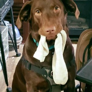 Dog with Sock in Mouth.