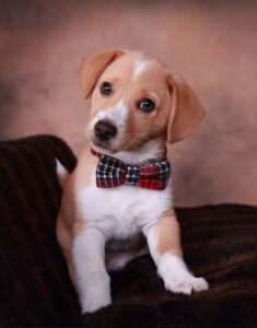 Puppy with Bow Tie