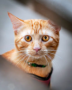 Boise Pet Photographer - Framed Cat